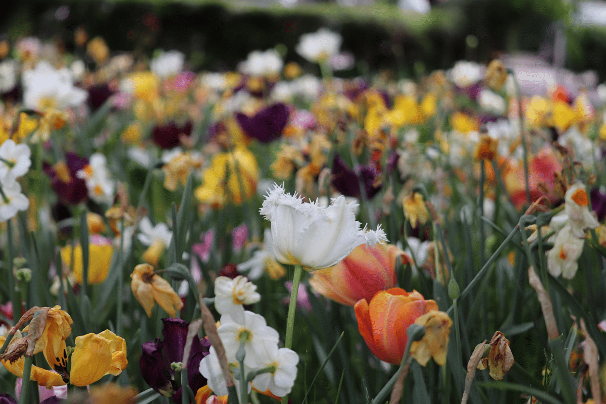 Die passende Blumenmischung im Garten aussäen & blühende Blumen genießen