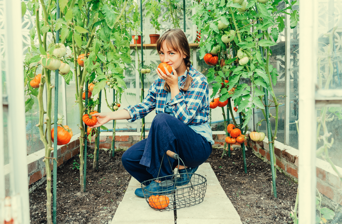 Tomatenhaus - Vorteile nutzen