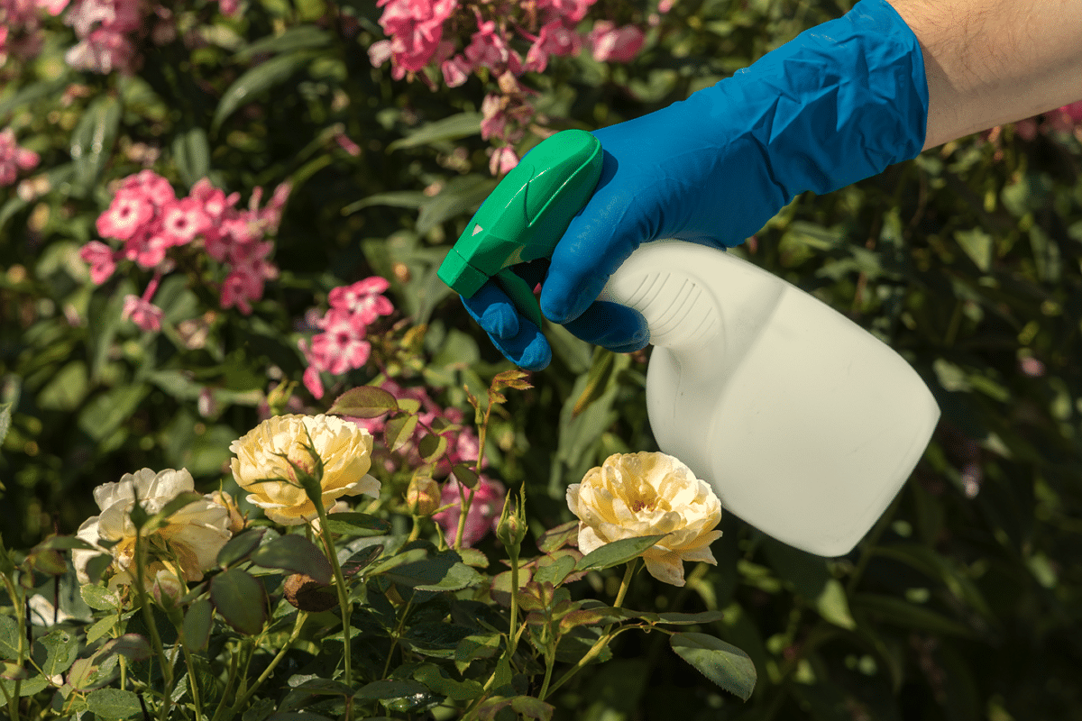 Schädlinge im Garten bekämpfen