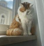 Möbel für Katzen und das Boxspringbett-Material