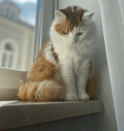 Möbel für Katzen und das Boxspringbett-Material