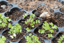 Was tun gegen Schnecken im Garten? – Tipps