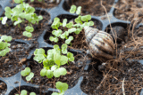Schnecken im Garten natürlich bekämpfen – Experten Tipps